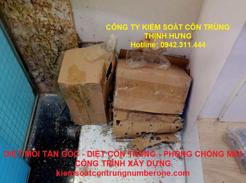 Đặt hộp nhử mối - Quy trình diệt mối tại hà nội